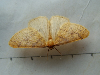 Scarce Umber